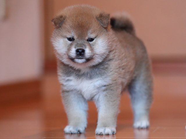 AI5I2020-3369puppy AI5I2020-3369puppy