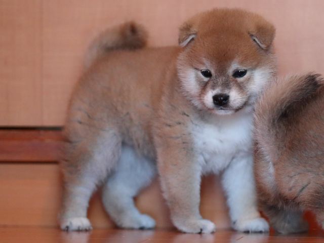 AI5I2051-3368puppy AI5I2051-3368puppy