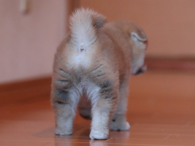 AI5I2068-3368puppy AI5I2068-3368puppy