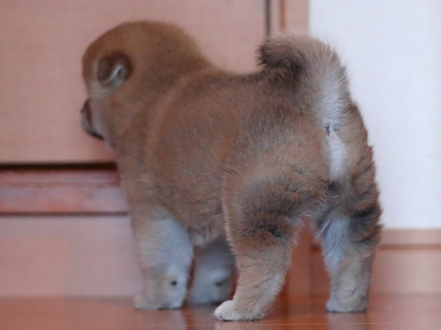 AI5I2088-3369puppy AI5I2088-3369puppy