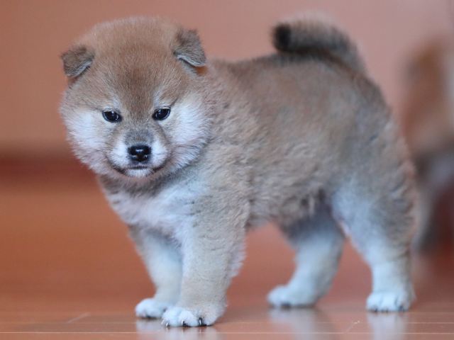 AI5I2111-3369puppy AI5I2111-3369puppy