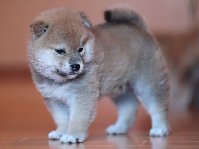 AI5I2122-3369puppy AI5I2122-3369puppy