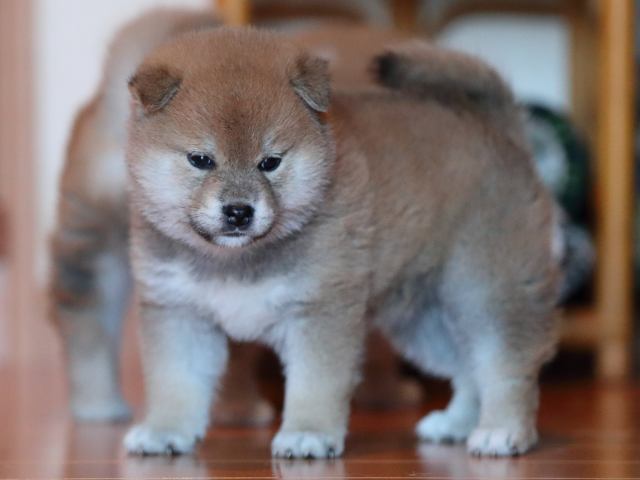 AI5I2143-3369puppy AI5I2143-3369puppy