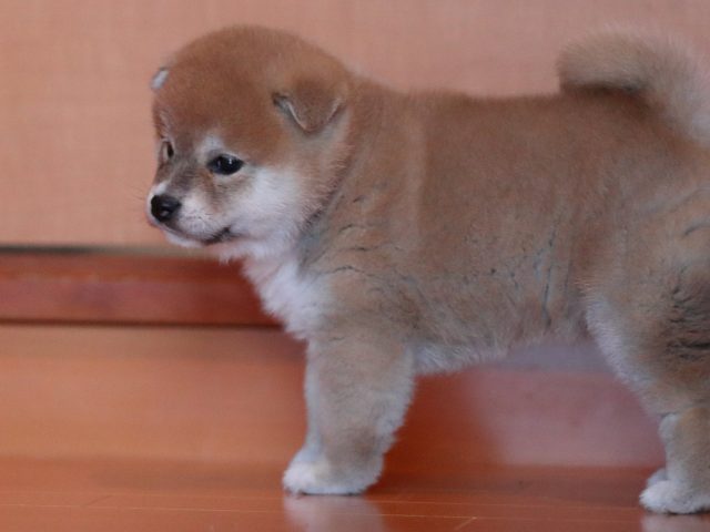 AI5I2151-3368puppy AI5I2151-3368puppy