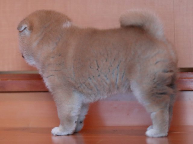 AI5I2152-3368puppy AI5I2152-3368puppy