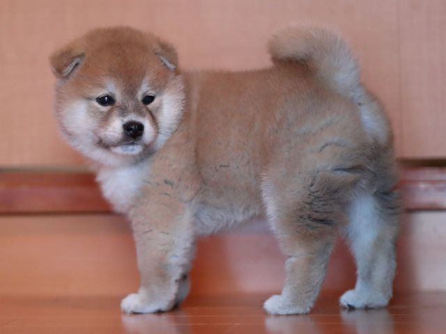 AI5I2160-3368puppy AI5I2160-3368puppy
