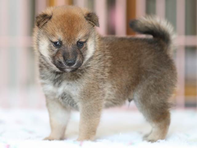 AI5I2222-3373puppy AI5I2222-3373puppy