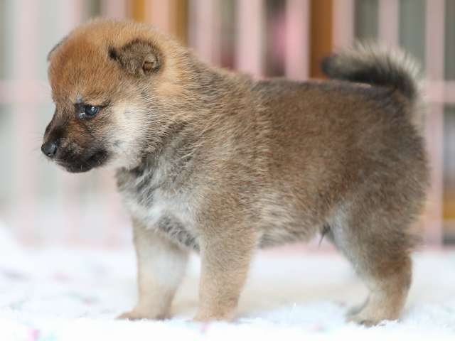 AI5I2227-3373puppy AI5I2227-3373puppy