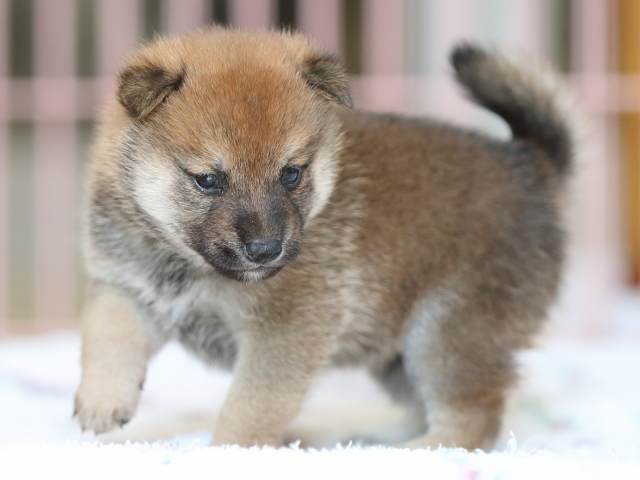 AI5I2235-3373puppy AI5I2235-3373puppy