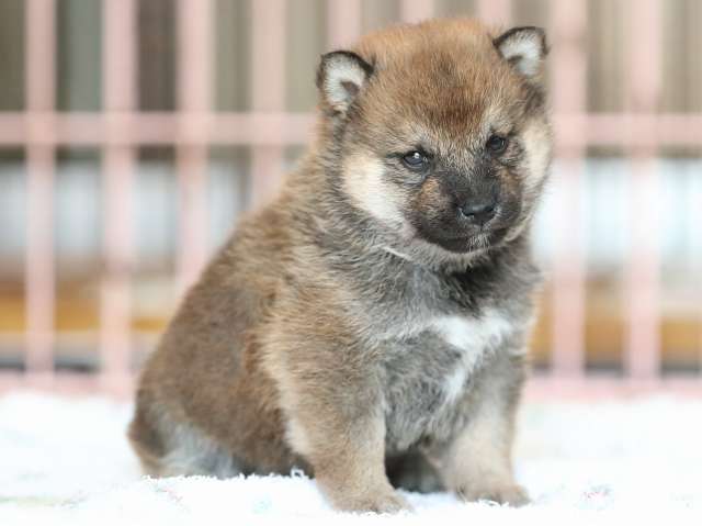 AI5I2308-3374puppy AI5I2308-3374puppy