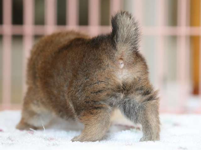 AI5I2350-3374puppy AI5I2350-3374puppy