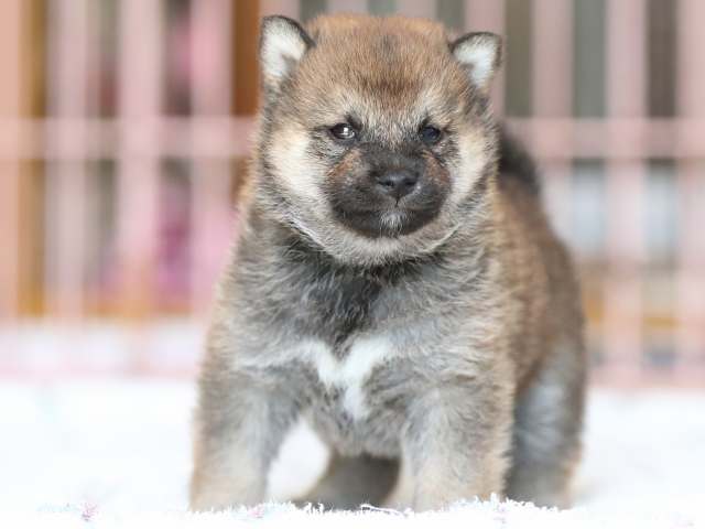 AI5I2396-3374puppy AI5I2396-3374puppy