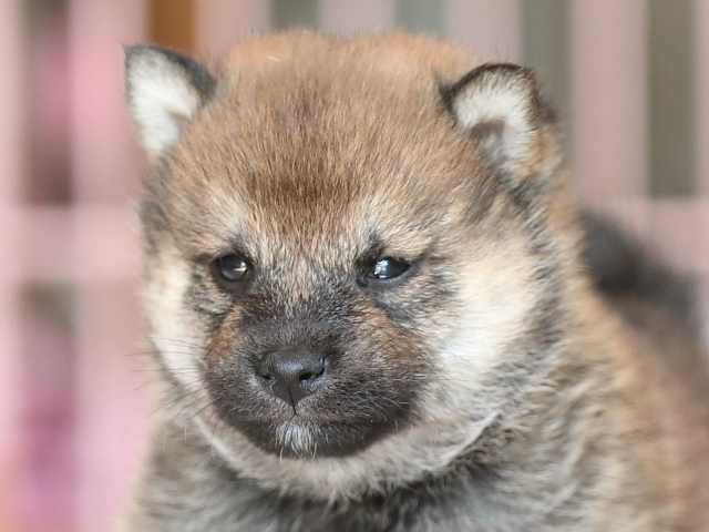 AI5I2399-3374puppy AI5I2399-3374puppy