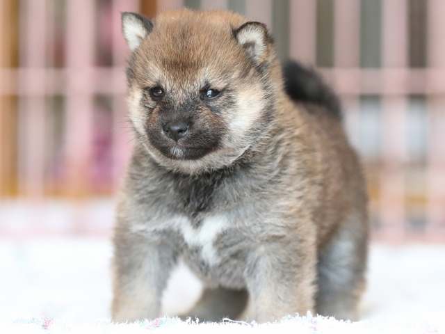 AI5I2400-3374puppy AI5I2400-3374puppy