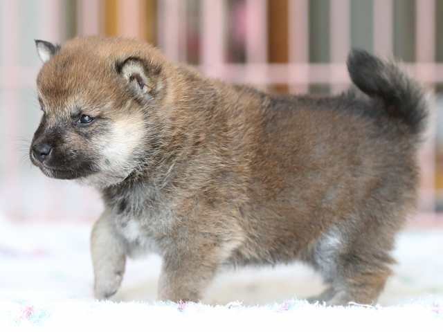 AI5I2432-3374puppy AI5I2432-3374puppy