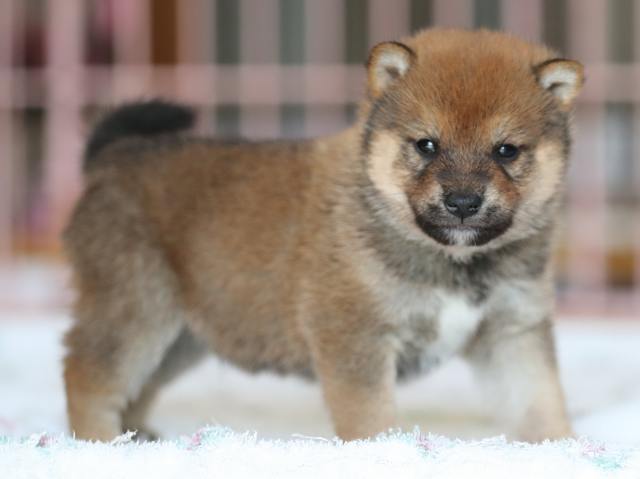 AI5I2471-3375puppy AI5I2471-3375puppy