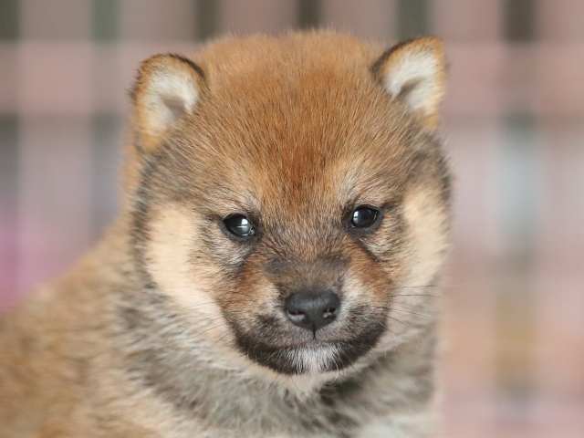 AI5I2482-3375puppy AI5I2482-3375puppy