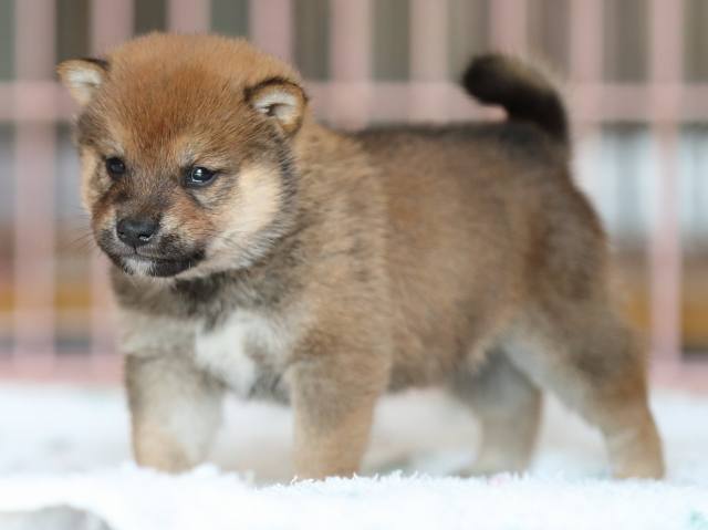 AI5I2501-3375puppy AI5I2501-3375puppy