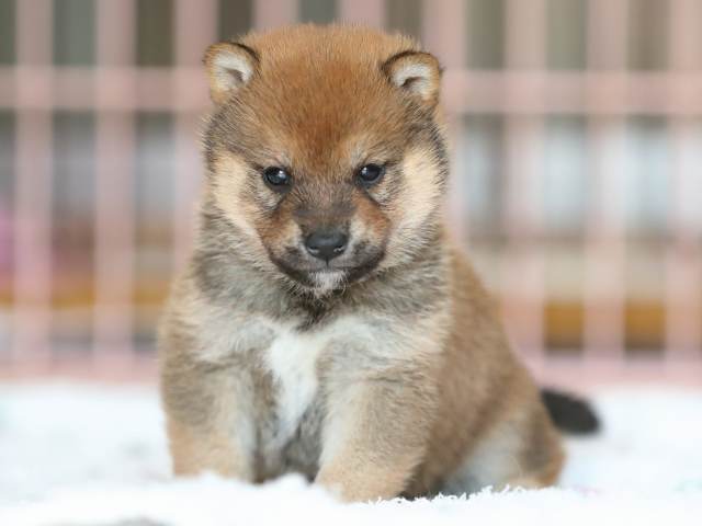 AI5I2549-3375puppy AI5I2549-3375puppy