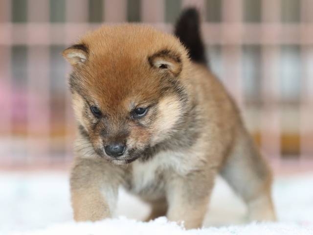 AI5I2556-3375puppy AI5I2556-3375puppy
