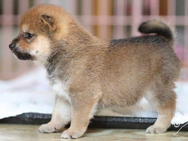 AI5I2586-3375puppy AI5I2586-3375puppy
