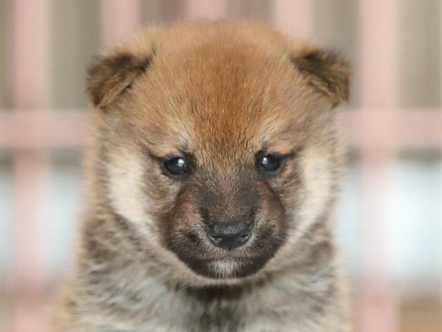 AI5I2663-3373puppy AI5I2663-3373puppy