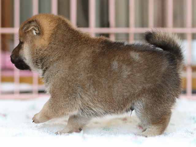 AI5I2759-3373puppy AI5I2759-3373puppy