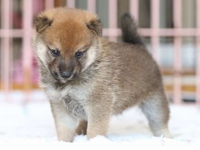 AI5I2795-3373puppy AI5I2795-3373puppy