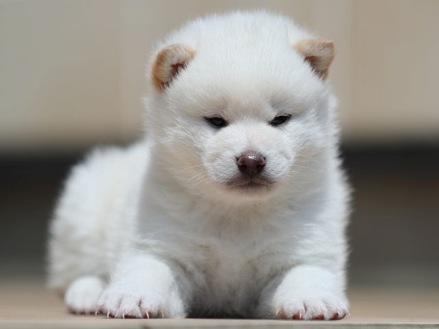 AI5I2906-3376puppy AI5I2906-3376puppy