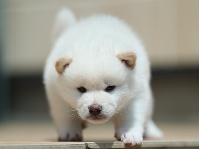 AI5I2909-3376puppy AI5I2909-3376puppy