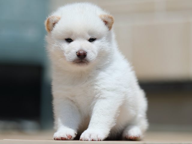 AI5I2945-3376puppy AI5I2945-3376puppy