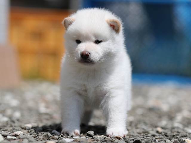 AI5I2978-3376puppy AI5I2978-3376puppy