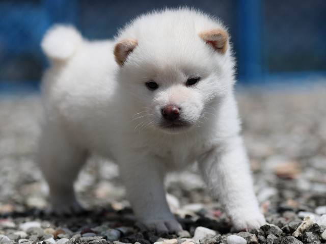 AI5I3019-3376puppy AI5I3019-3376puppy