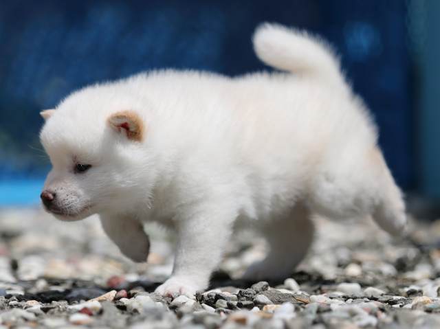 AI5I3051-3376puppy AI5I3051-3376puppy