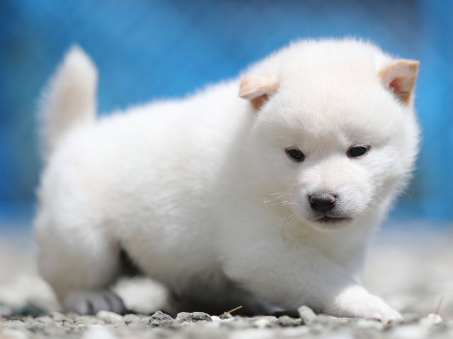 AI5I3074-3377puppy AI5I3074-3377puppy