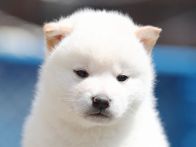 AI5I3080-3377puppy AI5I3080-3377puppy