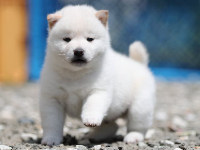 AI5I3136-3377puppy AI5I3136-3377puppy