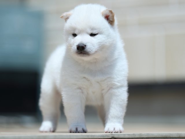 AI5I3161-3377puppy AI5I3161-3377puppy