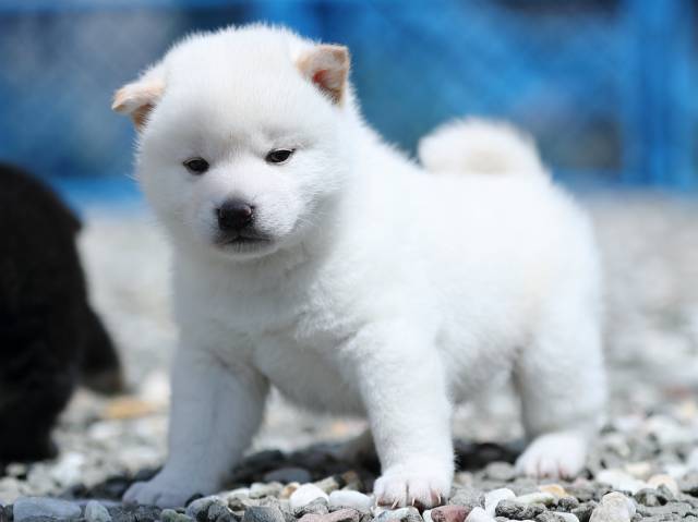 AI5I3228-3377puppy AI5I3228-3377puppy
