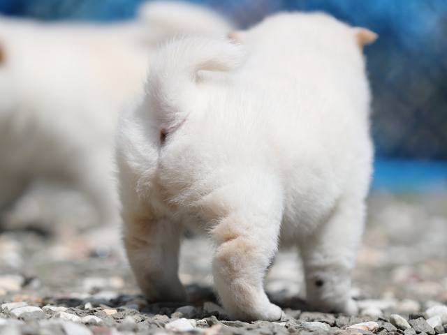 AI5I3275-3376puppy AI5I3275-3376puppy