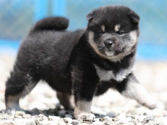 AI5I3338-3378puppy AI5I3338-3378puppy