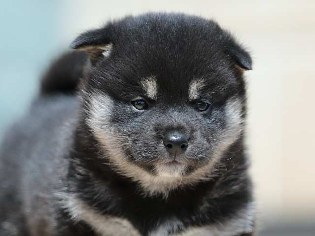 AI5I3468-3378puppy AI5I3468-3378puppy