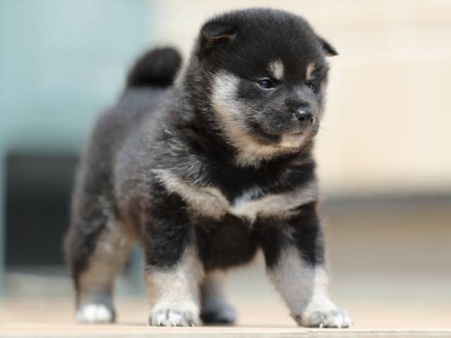 AI5I3488-3378puppy AI5I3488-3378puppy