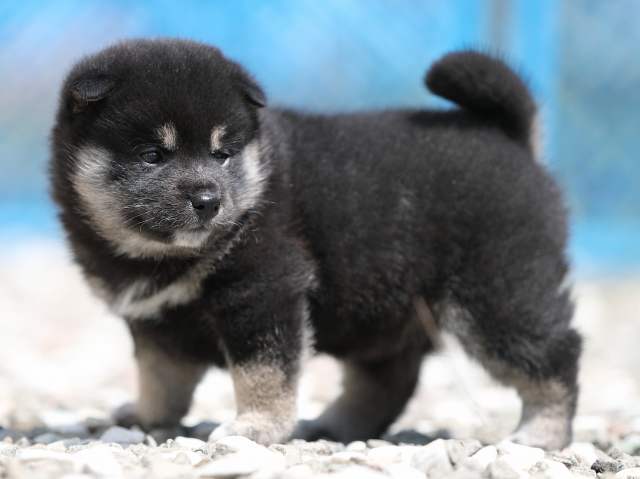 AI5I3505-3378puppy AI5I3505-3378puppy