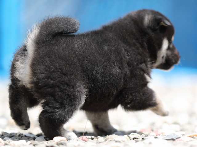 AI5I3560-3378puppy AI5I3560-3378puppy