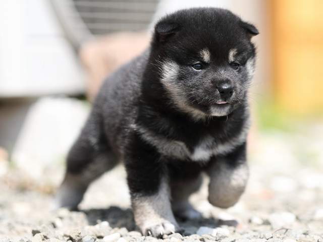 AI5I3619-3378puppy AI5I3619-3378puppy