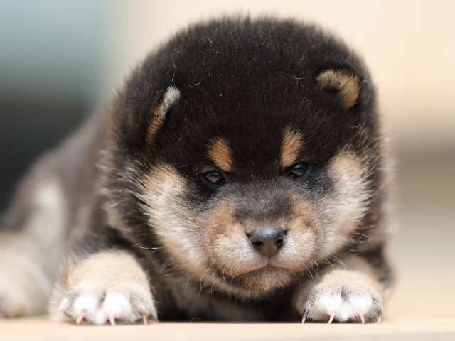 AI5I3814-3380puppy AI5I3814-3380puppy