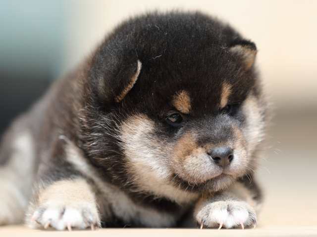 AI5I3824-3380puppy AI5I3824-3380puppy