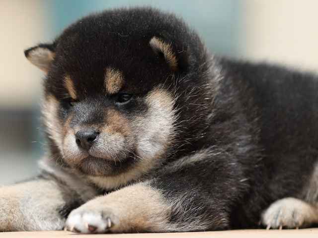 AI5I3864-3380puppy AI5I3864-3380puppy
