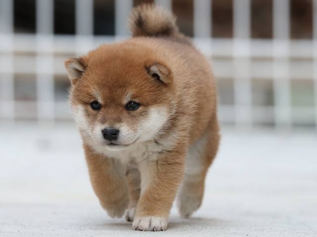 AI5I4266-3383puppy AI5I4266-3383puppy